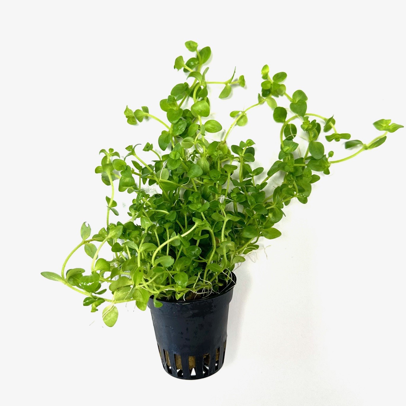 Bacopa australis in pot